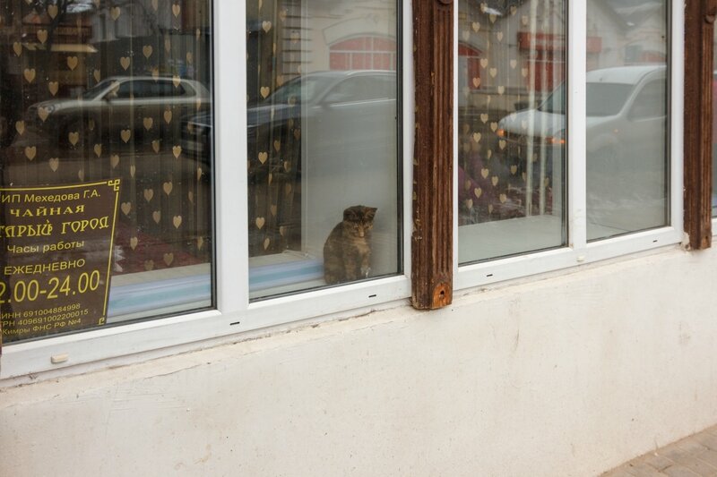 Грустный котенок в окне Чайной, Кимры