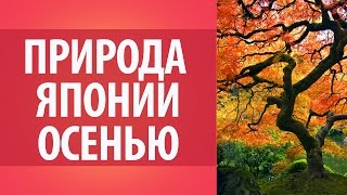 Осень в Японии. Любование осенней листвой. Природа Японии. Достопримечательности Японии.