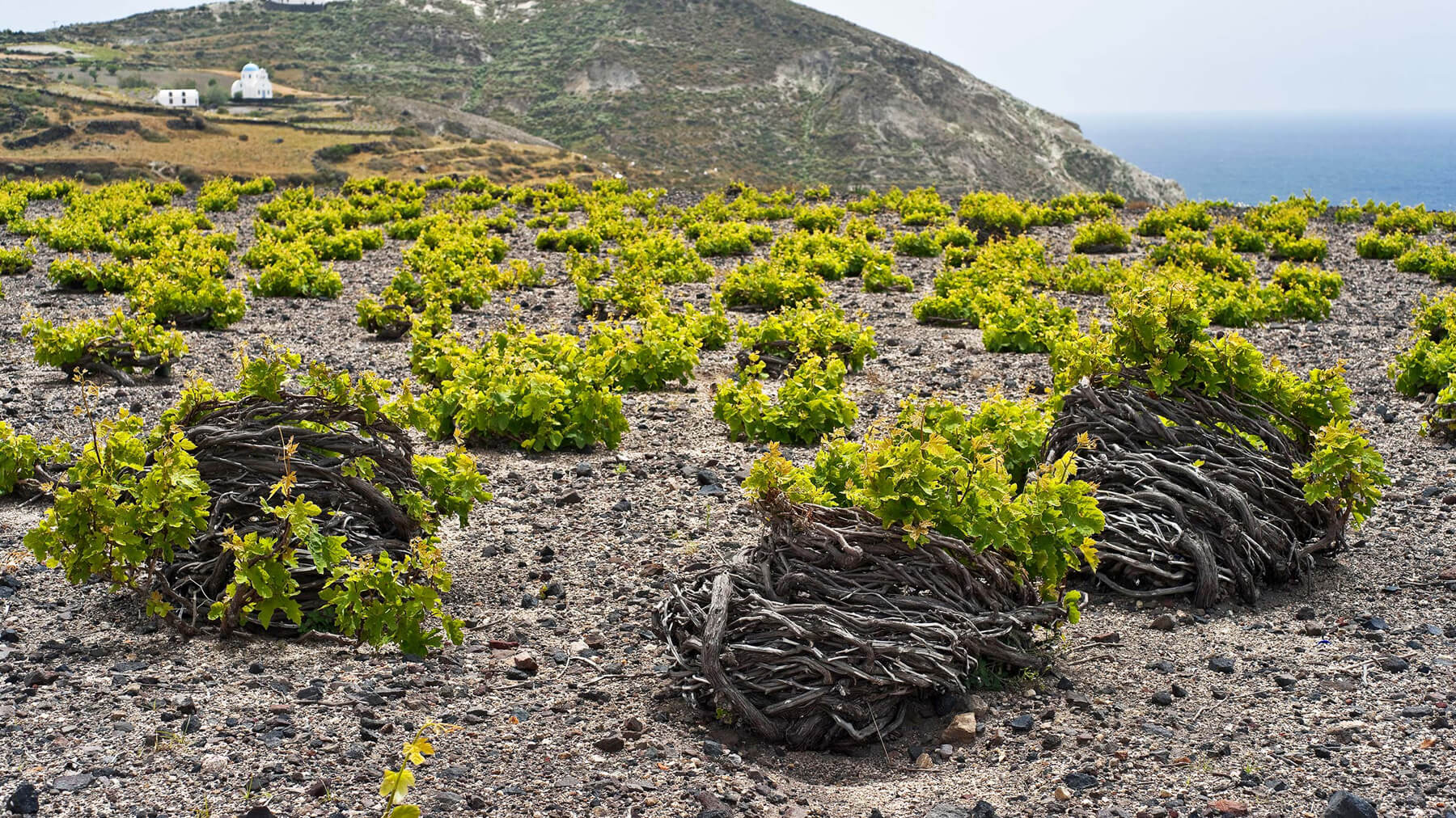 Виноградные кусты на острове Санторини в Греции