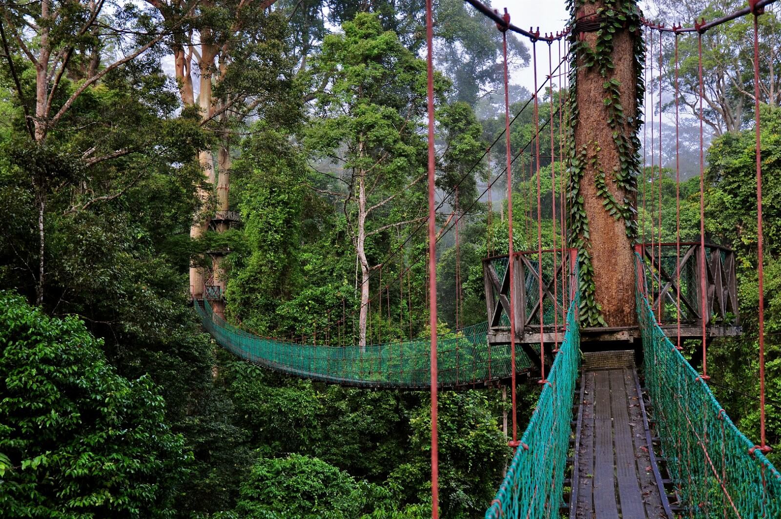 Парк с подвесными мостами Danum Valley