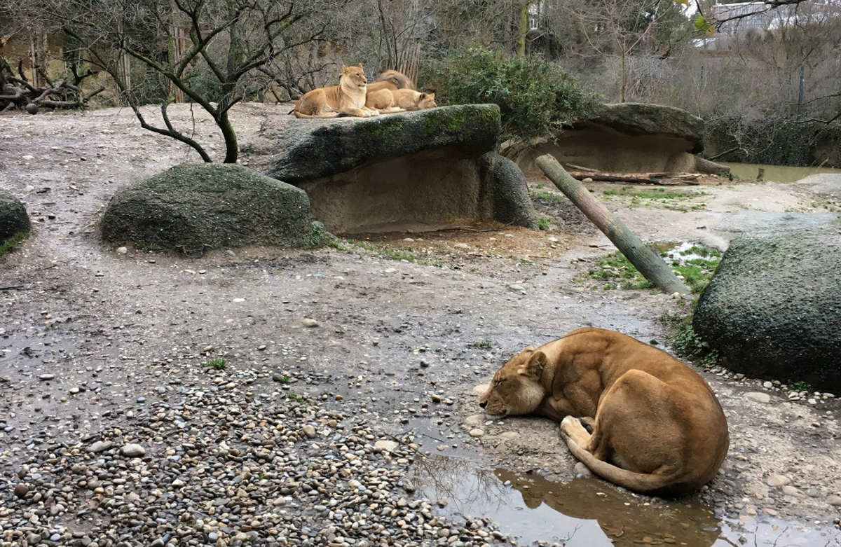 Львы в зоопарк Базеля, Швейцарии