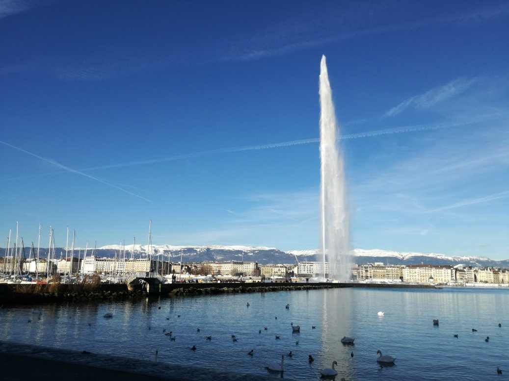 Лебеди не далеко от фонтана Jet d’Eau