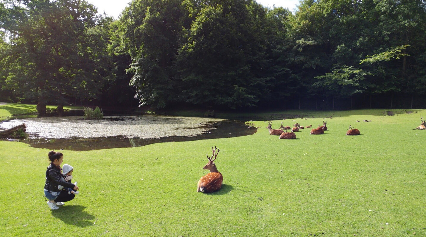 Олений парк Marselisborg Deer Park