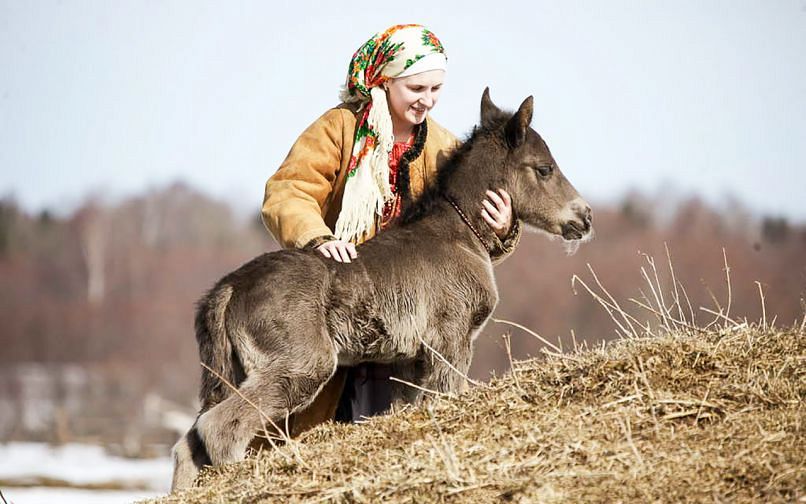 Музей рабочей лошади в Ивашково