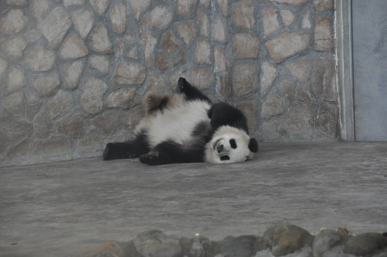 Панды спят в самых немыслимых позах