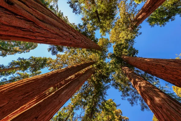 Крупным планом гигантских деревьев в национальном парке Секвойя, Калифорния — стоковое фото
