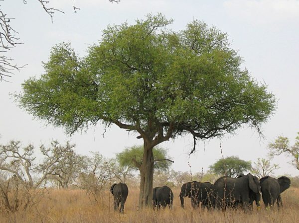 Слоны в парке Ваза