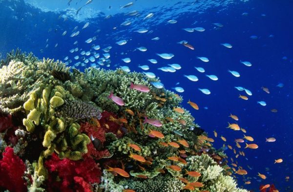 Вид на подводную часть Большого Барьерного рифа