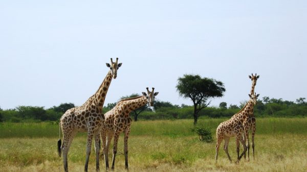 Жирафы в парке Ваза