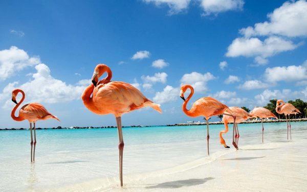 Фламинго на острове Джерба